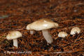 Hygrophorus agathosmus